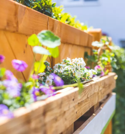 Ugodno balkonsko cvetje tržnica Ljubljana center