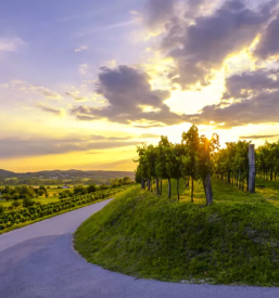 Best white wine slovenia