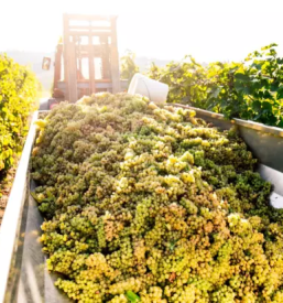 Best wine in slovenia