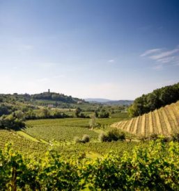 Best wine in slovenia