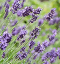 Bio kozmetika primorska