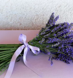 Bio mazila za telo v sloveniji