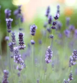 Bio mazila za telo v sloveniji