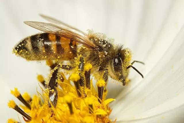 Čebelje matice Apis mellifera carnica 