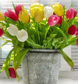 Cvetličarna Slovenj Gradec