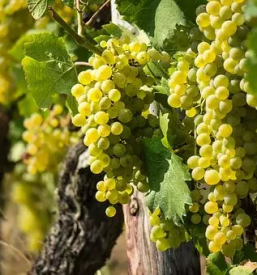 Degustacija belih penecih vin vipava
