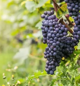 Degustacija rdecih vin vipava