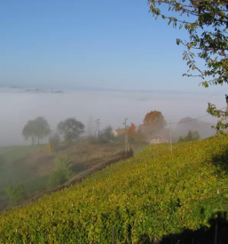 Degustacija vrhunskih belih vin Štajerska