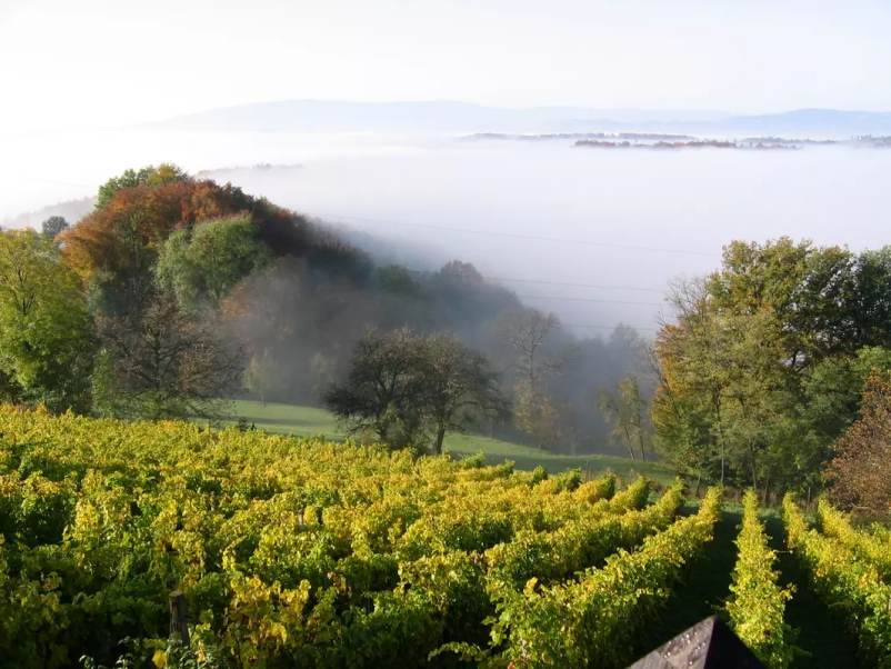 Degustacija vrhunskih belih in penečih vin Štajerska