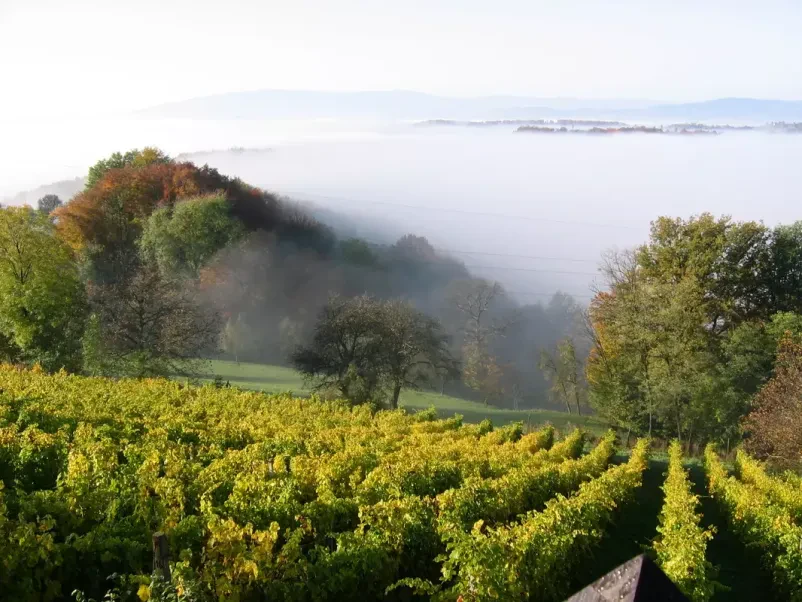 Ugodna degustacija vin Štajerska