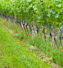 Degustacije terana kras primorska