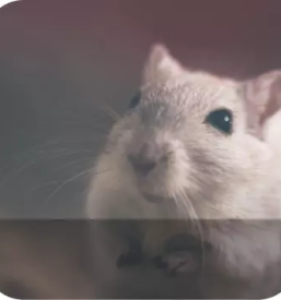 Deratizacija dezinsekcija in dezinfekcija ljubljana