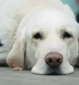 Zdravljenje hišnih živali Goriška