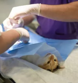 Dežuren veterinar Goriška