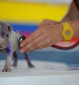 Dober veterinar Goriška