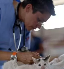 Dezurna veterinarska postaja prlekija