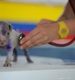 Dezurna veterinarska postaja prlekija