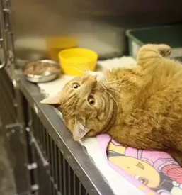 Dezurna veterinarska postaja prlekija