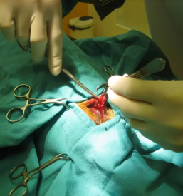 Dežurni veterinarska ambulanta Ljubljana Šiška