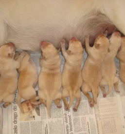 Dežurna veterinarska klinika v Ljubljani