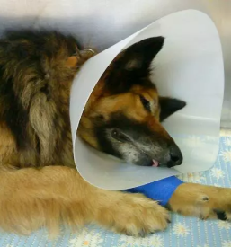 Dežurna veterinarska ambulanta Ljubljana