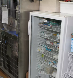 Diagnostika za pse in mačke 