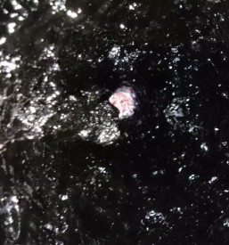 Dimnikar Sežana, Divača in Kozina