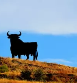 Material za umetno osemenjevanje živali