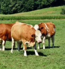 Distribucija materiala za umetno osemenjevanje krav in koz