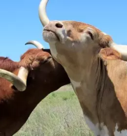 Umetno osemenjevanje živali