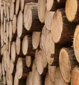 Dober odkup lesa stajerska