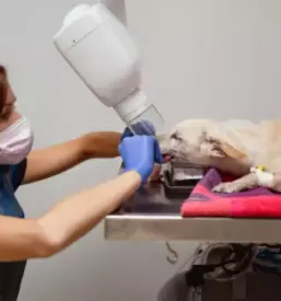 Dober veterinar obala