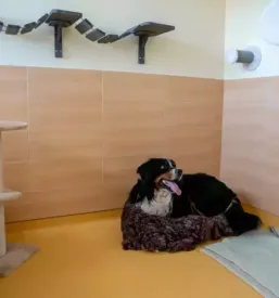 Dober veterinar obala
