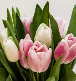 Dobra cvetlicarna slovenske konjice