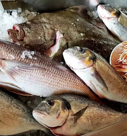 Dobra ribja restavracija portoroz