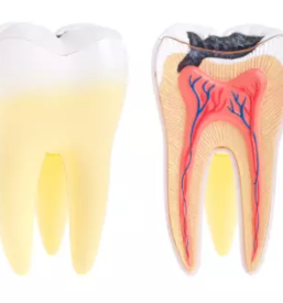 Dobra zasebna zobna ambulanta ljubljana