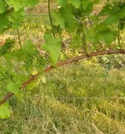 Dobro bucno olje bogojina plecnikova cerkev