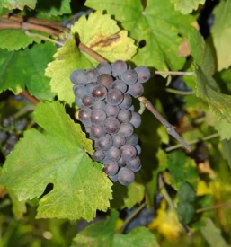 Domaca slovenska vina lendavske gorice