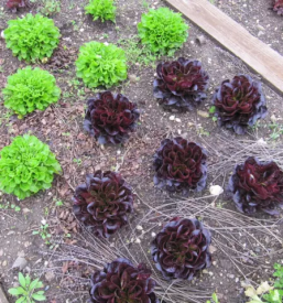 Domaca vzgoja zelenjavnih sadik gorenjska