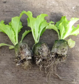 Domaca vzgoja zelenjavnih sadik gorenjska