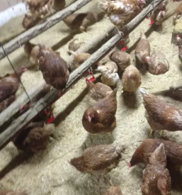 Domace kozje mleko in jajca radomlje ljubljana