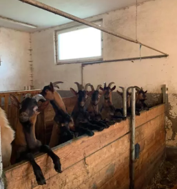 Domace kozje mleko in jajca radomlje ljubljana