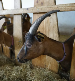 Domace kozje mleko in jajca radomlje ljubljana