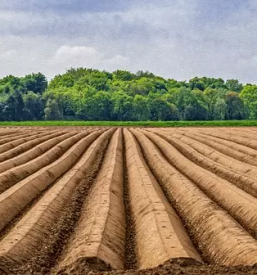 Dostava domacih spargljev pomurje