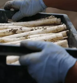 Dostava domacih spargljev pomurje