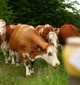 Ekoloska hrana ghee