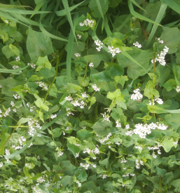 Ekološka kmetija kranjec