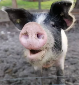 Ekološka kmetija pomurje