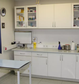 Endoskopija in kirurgija za mačke slovenija