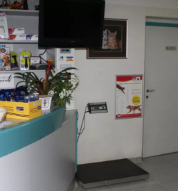 Endoskopija in kirurgija za pse in mačke 